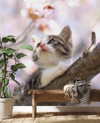 Kitten on Blossom Tree Branch Wall Mural Kitten on Blossom Tree Branch Wall Mural