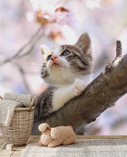 Kitten on Blossom Tree Branch Wall Mural Kitten on Blossom Tree Branch Wall Mural