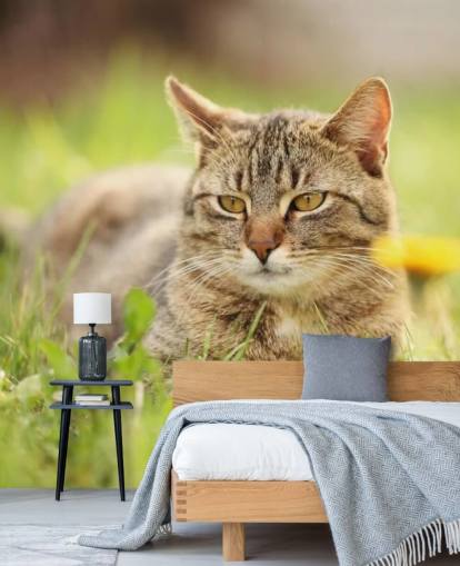 brown cat led in grass wallpaper