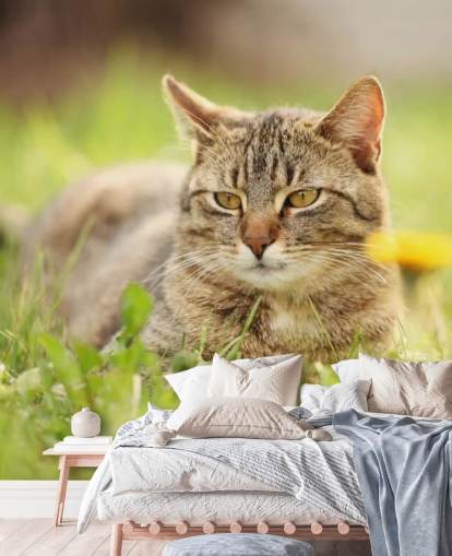 gato marrón llevado en papel tapiz de hierba