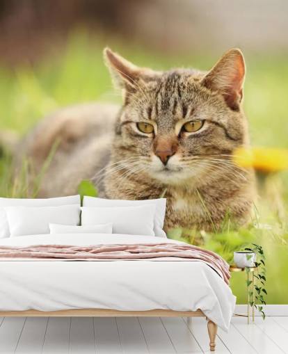 brown cat led in grass wallpaper brown cat led in grass wallpaper