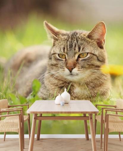 gato marrón llevado en papel tapiz de hierba