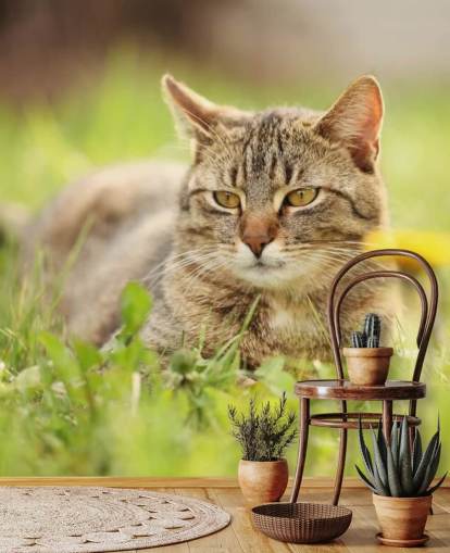 brun katt ledet i gress tapet brun katt ledet i gress tapet