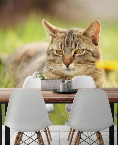 braune Katze führte im Gras Tapete braune Katze führte im Gras Tapete