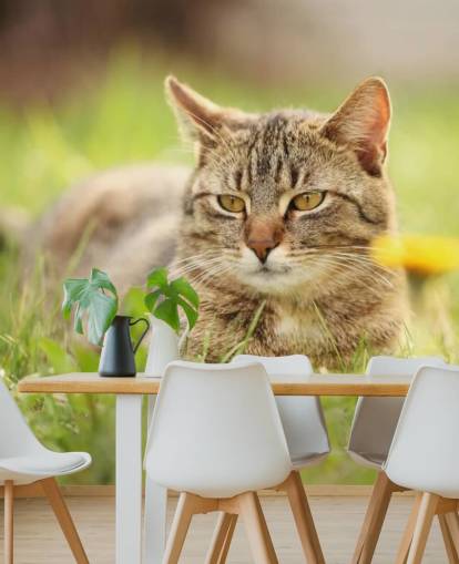 brown cat led in grass wallpaper