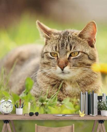 brown cat led in grass wallpaper