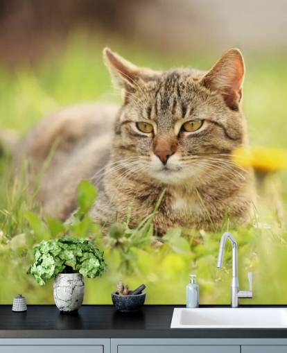 brown cat led in grass wallpaper