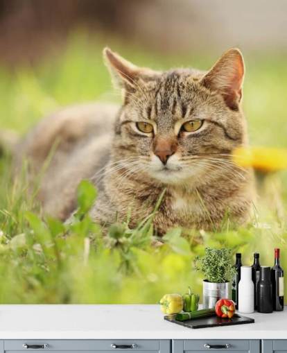 brown cat led in grass wallpaper