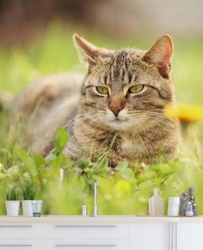 braune Katze führte im Gras Tapete braune Katze führte im Gras Tapete