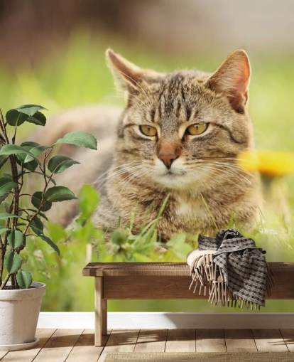 brown cat led in grass wallpaper