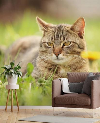 brown cat led in grass wallpaper brown cat led in grass wallpaper