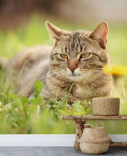 brown cat led in grass wallpaper