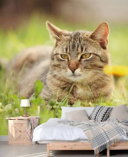 brown cat led in grass wallpaper brown cat led in grass wallpaper