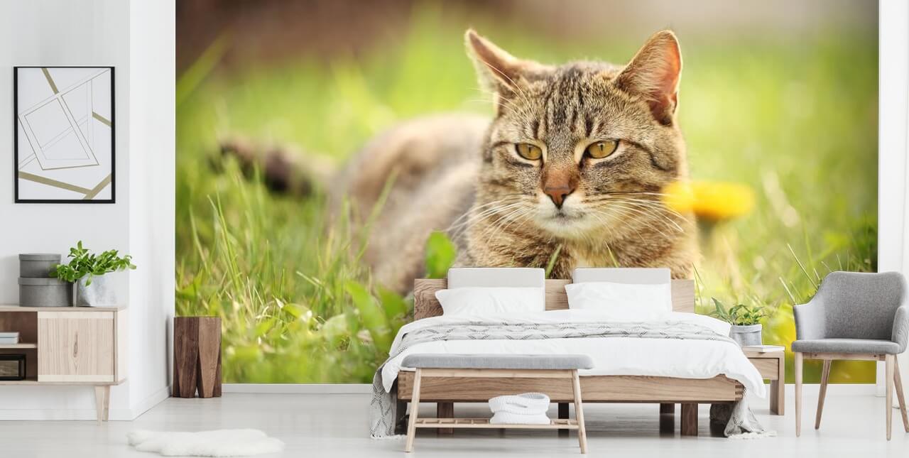 brun katt ledet i gress tapet