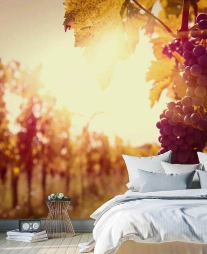 Sunset Vineyard Bakgrunn