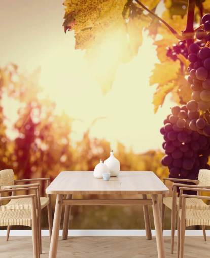 Sunset Vineyard Wallpaper