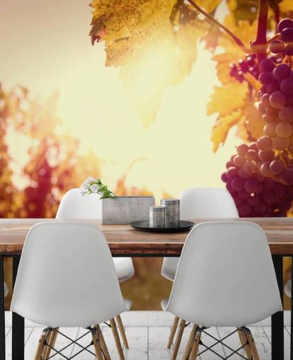 Sunset Vineyard Baggrund Sunset Vineyard Baggrund