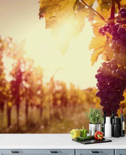 Sunset Vineyard Baggrund Sunset Vineyard Baggrund