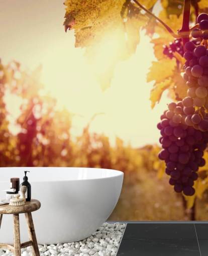 Fondo de pantalla Sunset Vineyard