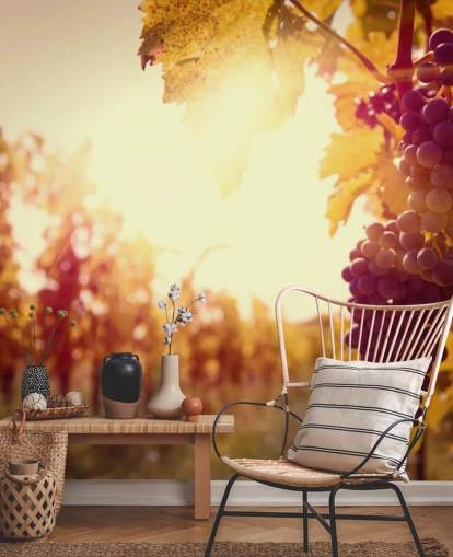 Fondo de pantalla Sunset Vineyard