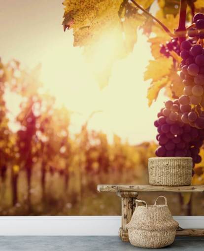 Sunset Vineyard Wallpaper