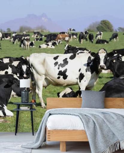 Dairy Cows in a Field Wall Mural 