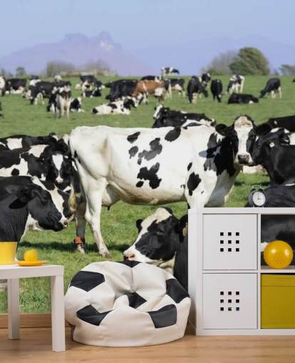 Dairy Cows in a Field Wall Mural Dairy Cows in a Field Wall Mural
