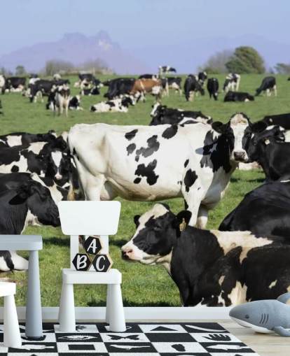 Dairy Cows in a Field Wall Mural 