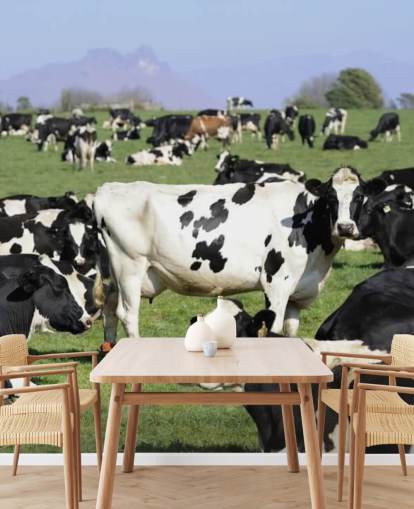 Dairy Cows in a Field Wall Mural 
