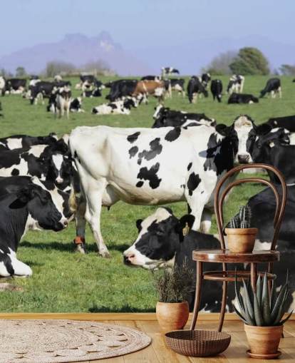 Dairy Cows in a Field Wall Mural 