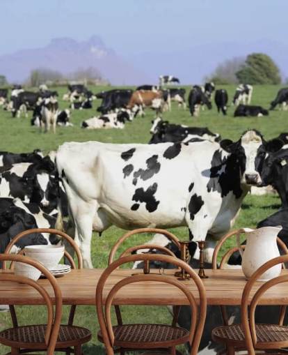 Mural de pared Vacas lecheras en un campo 