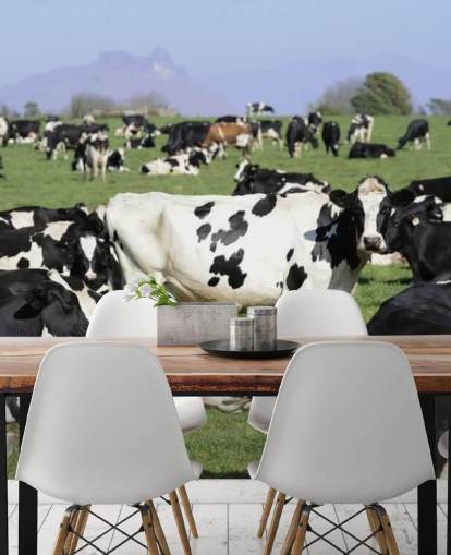 Dairy Cows in a Field Wall Mural 