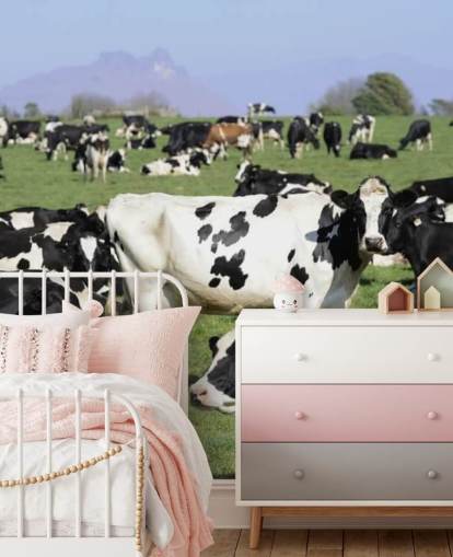 Dairy Cows in a Field Wall Mural 