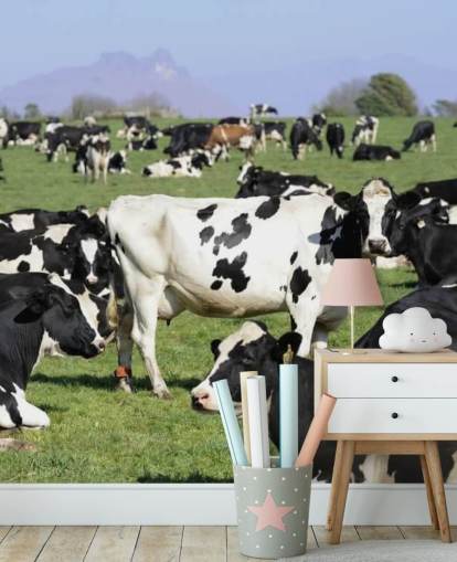 Dairy Cows in a Field Wall Mural 