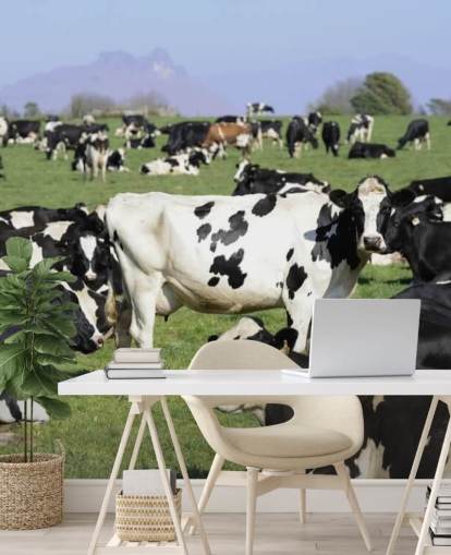 Dairy Cows in a Field Wall Mural 