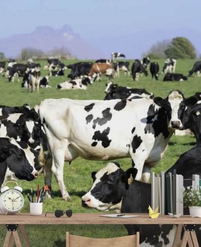 Dairy Cows in a Field Wall Mural Dairy Cows in a Field Wall Mural