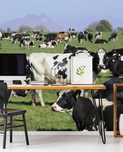Dairy Cows in a Field Wall Mural 