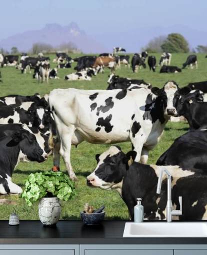 Dairy Cows in a Field Wall Mural Dairy Cows in a Field Wall Mural