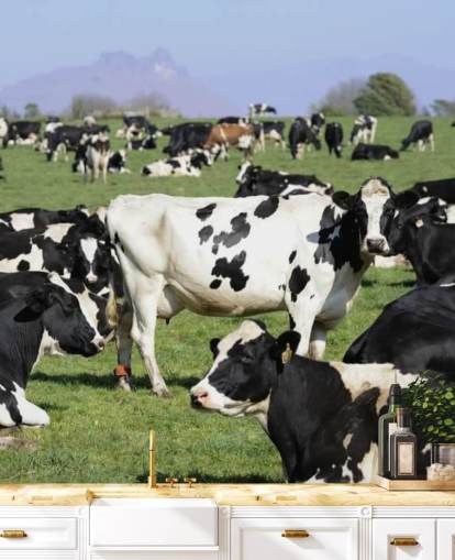 Dairy Cows in a Field Wall Mural 