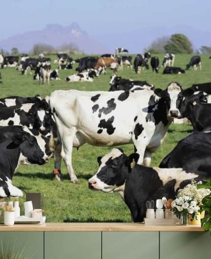 Mural de pared Vacas lecheras en un campo 