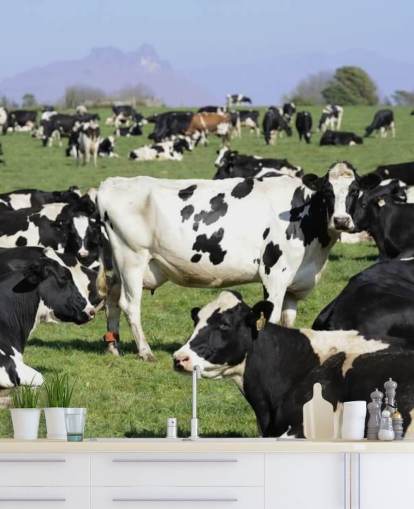 Dairy Cows in a Field Wall Mural 