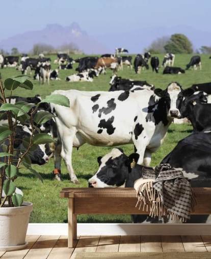 Mural de pared Vacas lecheras en un campo Mural de pared Vacas lecheras en un campo