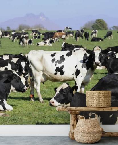 Dairy Cows in a Field Wall Mural 