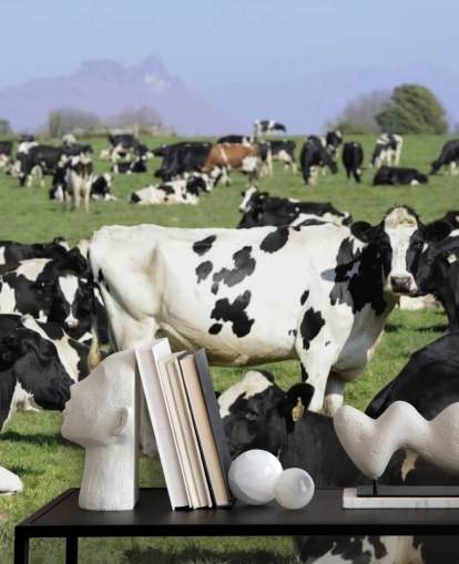 Mural de pared Vacas lecheras en un campo Mural de pared Vacas lecheras en un campo