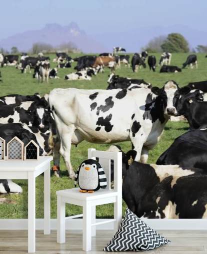 Dairy Cows in a Field Wall Mural 
