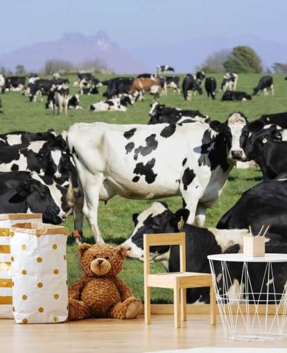 Dairy Cows in a Field Wall Mural Dairy Cows in a Field Wall Mural
