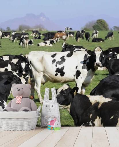 Milchkühe im Feld Fototapete 