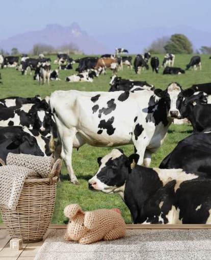 Dairy Cows in a Field Wall Mural 