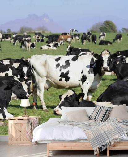 Dairy Cows in a Field Wall Mural 