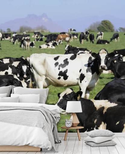 Dairy Cows in a Field Wall Mural 